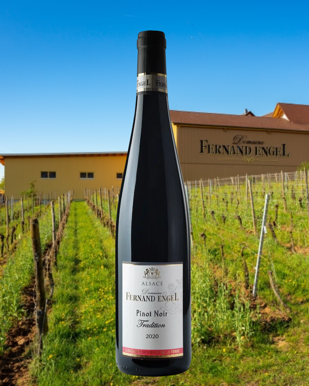 Laatste flessen: Domaine Engel, Pinot Noir, Elzas 2021, BIO